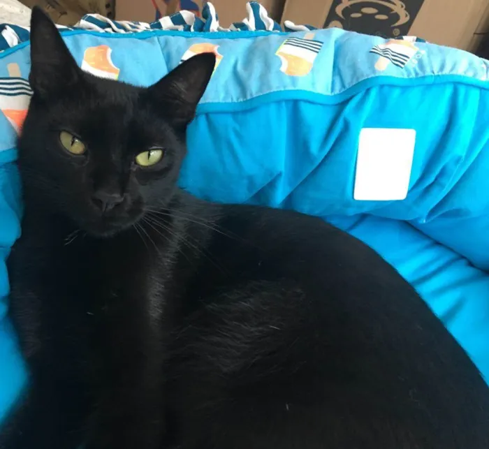 Gato ra a SRD idade 2 anos nome POMPOM