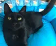 POMPOM