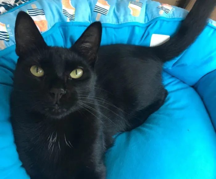 Gato ra a SRD idade 2 anos nome POMPOM