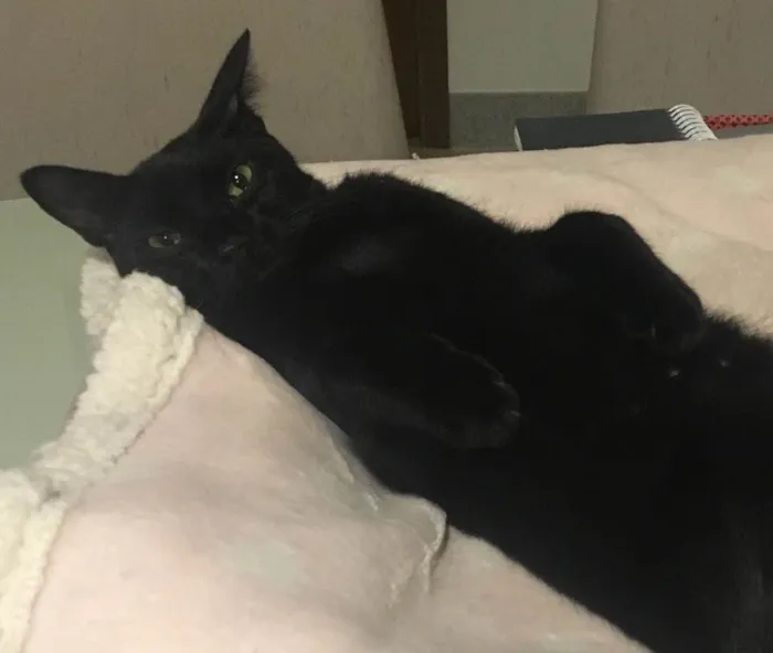 Gato ra a SRD idade 2 anos nome POMPOM