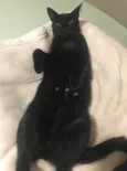 POMPOM