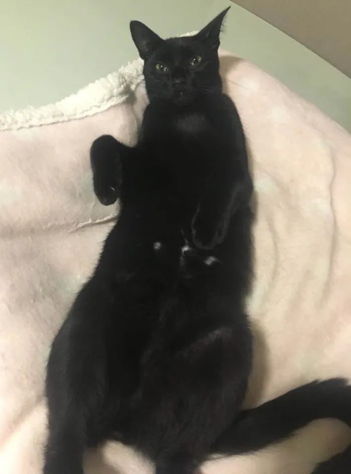 Gato ra a SRD idade 2 anos nome POMPOM