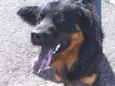 Apolo