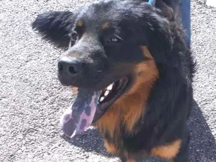 Cachorro raça Bernesemix  idade 7 a 11 meses nome Apolo