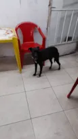 pretinha