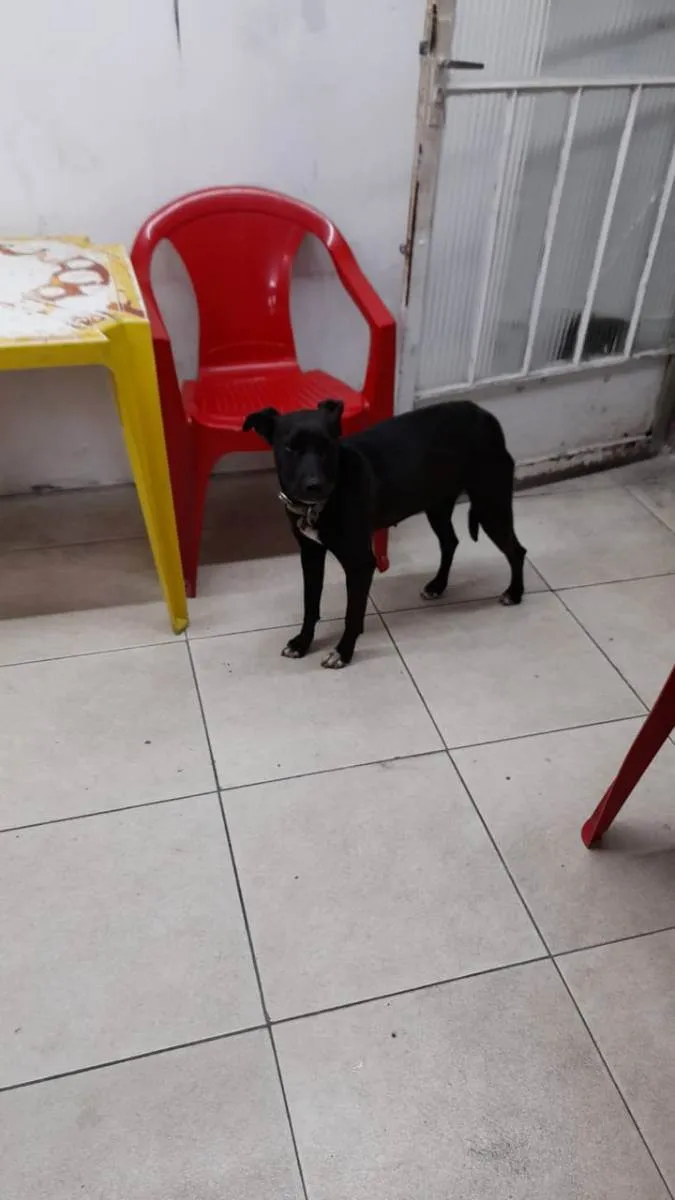 Cachorro ra a  idade  nome pretinha