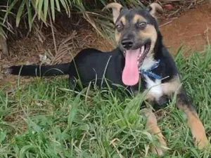 Cachorro raça Vira lata  idade 1 ano nome Fred