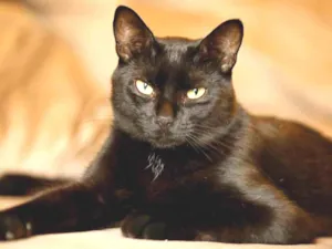 Gato raça SRD idade 2 anos nome POMPOM