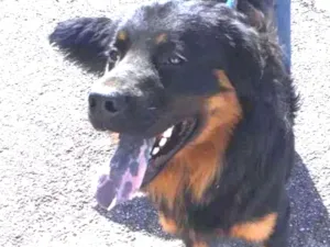 Cachorro raça Bernesemix  idade 7 a 11 meses nome Apolo