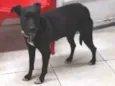 pretinha