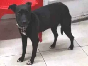 Cachorro raça  idade  nome pretinha