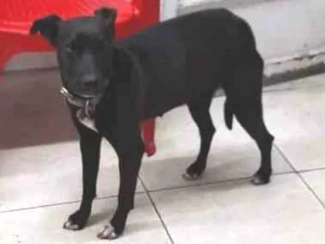 Cachorro ra a  idade  nome pretinha