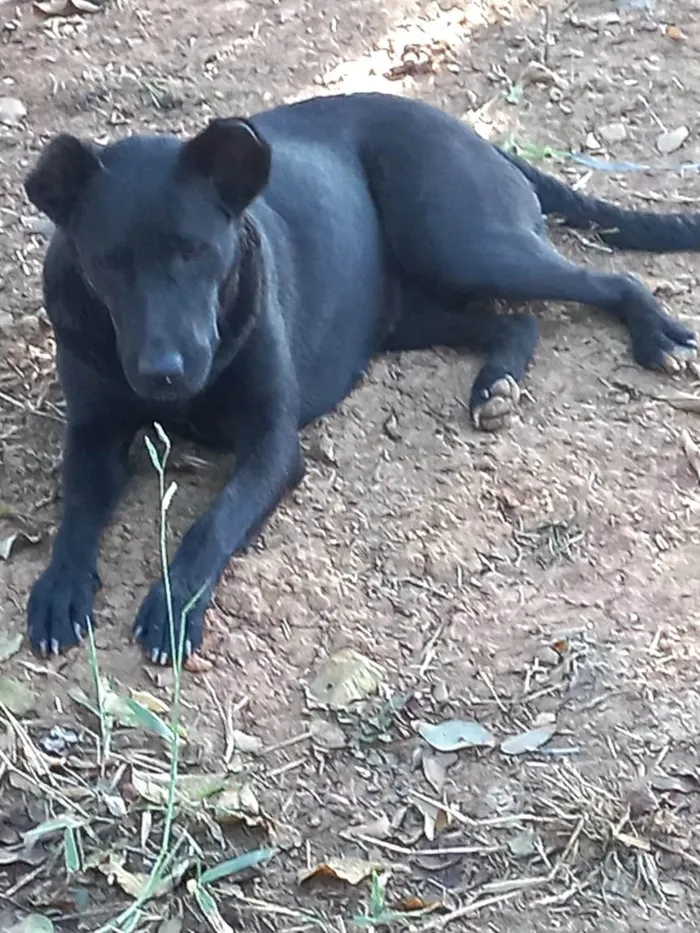 Cachorro ra a Vira lata idade 2 anos nome Pantera