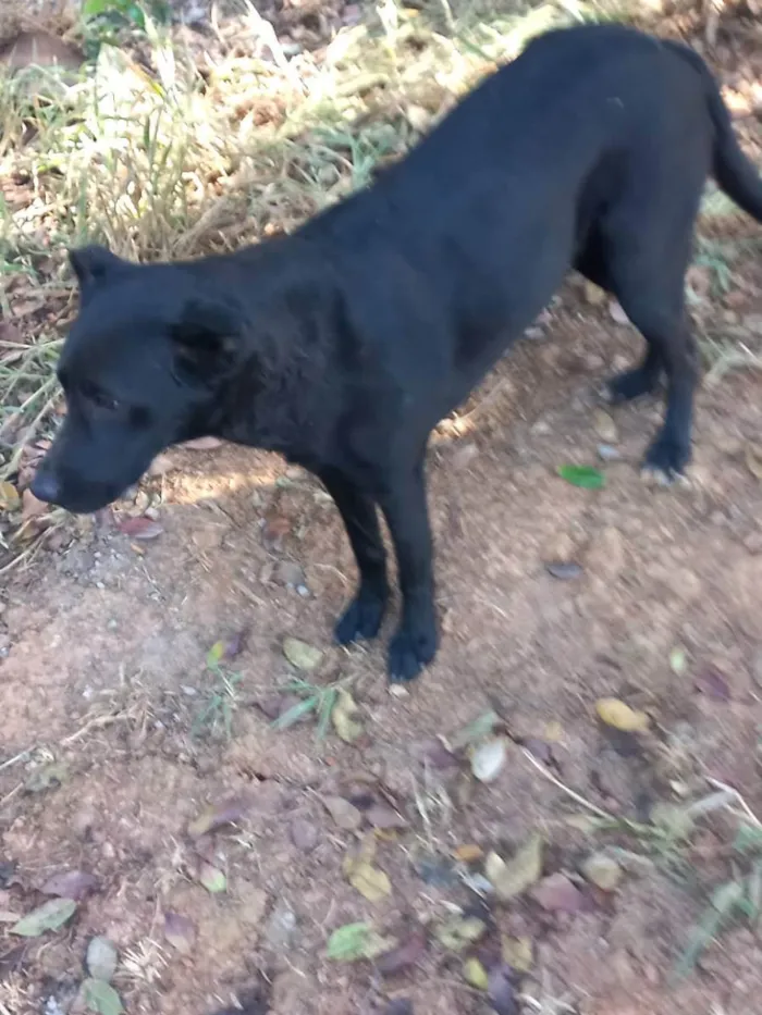 Cachorro ra a Vira lata idade 2 anos nome Pantera