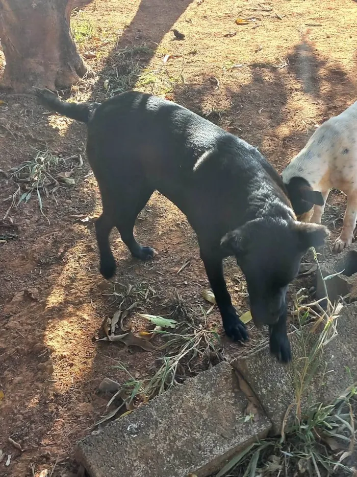 Cachorro ra a Vira lata idade 2 anos nome Pantera