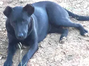 Cachorro raça Vira lata idade 2 anos nome Pantera