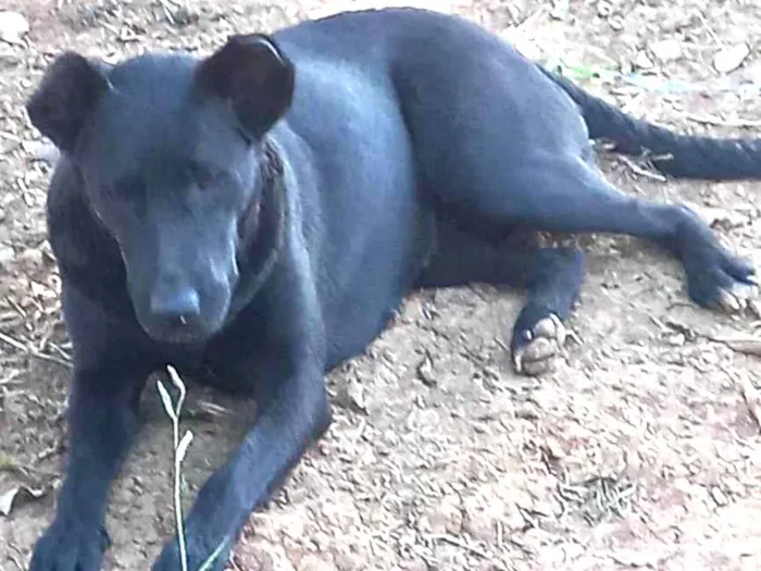 Cachorro ra a Vira lata idade 2 anos nome Pantera