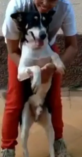Cachorro ra a SRD idade 4 anos nome Pangaré