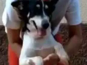 Cachorro ra a SRD idade 4 anos nome Pangaré