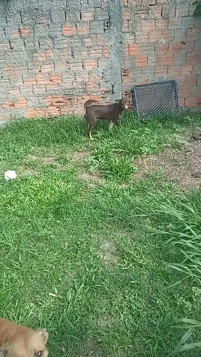 Cachorro ra a Indefinida idade 1 ano nome Chico