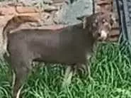 Cachorro ra a Indefinida idade 1 ano nome Chico