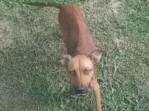 Cachorro raça Indefinida idade 1 ano nome Bolinha