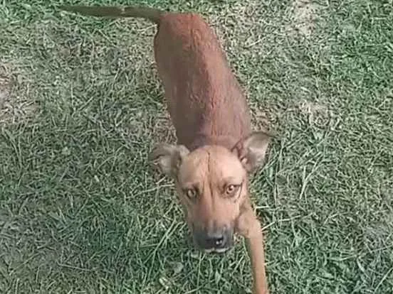 Cachorro ra a Indefinida idade 1 ano nome Bolinha