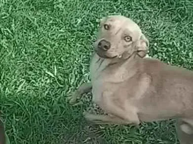 Cachorro ra a Indefinida idade 1 ano nome Sem nome