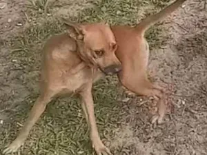 Cachorro raça Indefinida idade 3 anos nome Boca negra