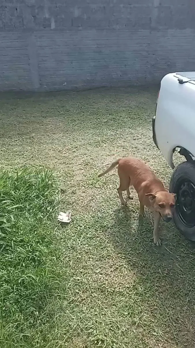 Cachorro ra a Indefinida idade 3 anos nome Guria