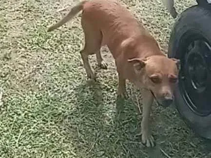 Cachorro ra a Indefinida idade 3 anos nome Guria