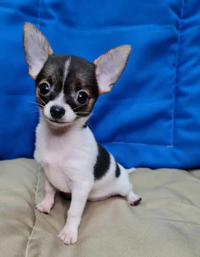 Cachorro ra a  idade 7 a 11 meses nome Pantera