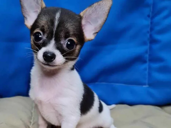 Cachorro ra a  idade 7 a 11 meses nome Pantera