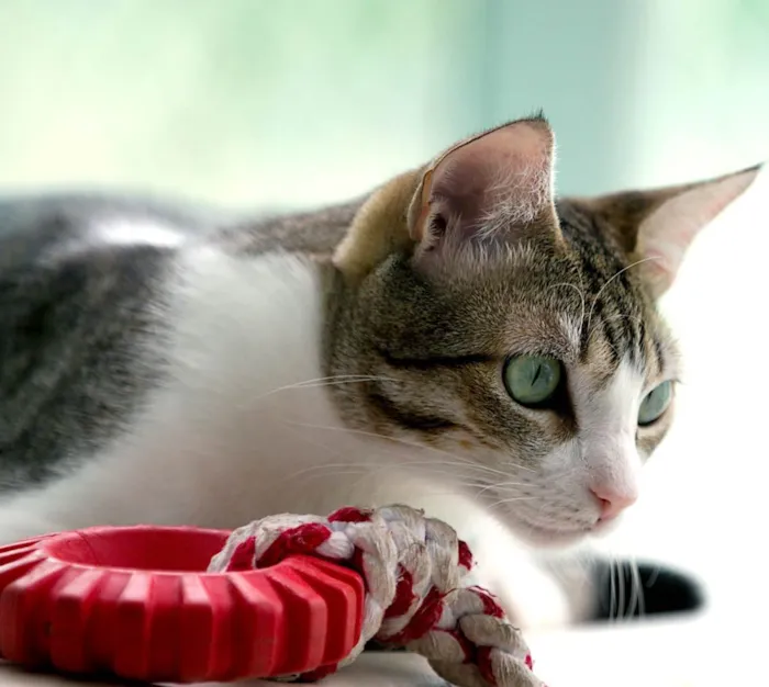 Gato ra a SRD idade 2 anos nome CHICA