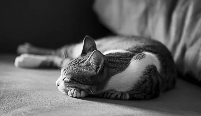 Gato ra a SRD idade 2 anos nome CHICA