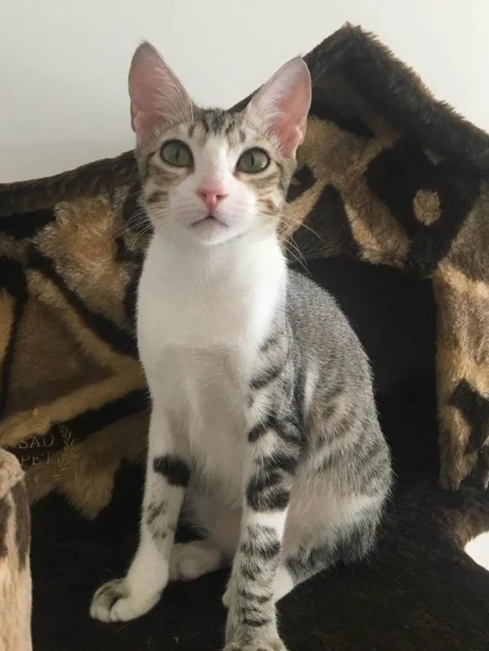 Gato ra a SRD idade 2 anos nome CHICA