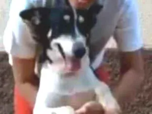 Cachorro raça SRD idade 4 anos nome Pangaré