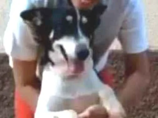 Cachorro ra a SRD idade 4 anos nome Pangaré