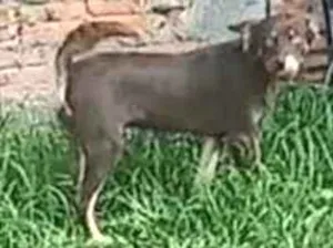 Cachorro raça Indefinida idade 1 ano nome Chico