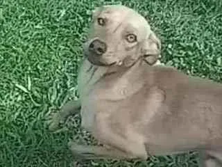 Cachorro ra a Indefinida idade 1 ano nome Sem nome