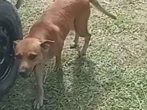 Cachorro raça Indefinida idade 3 anos nome Guria