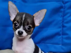 Cachorro raça  idade 7 a 11 meses nome Pantera