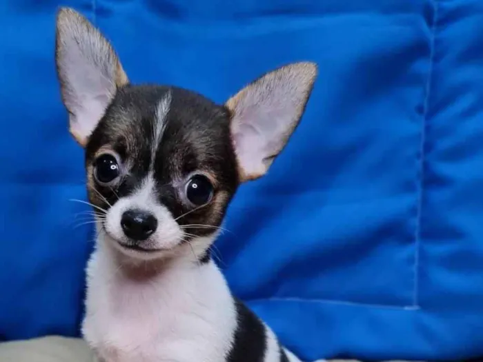 Cachorro ra a  idade 7 a 11 meses nome Pantera