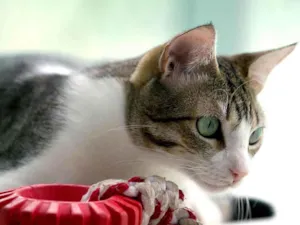 Gato raça SRD idade 2 anos nome CHICA