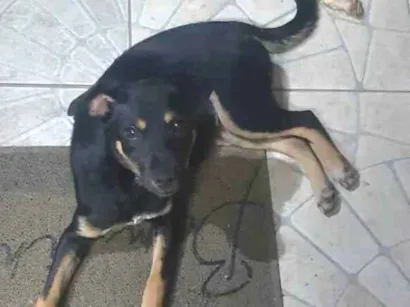 Cachorro raça Indefinida idade 2 a 6 meses nome Sem nome