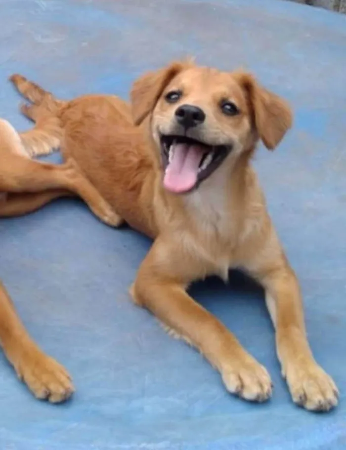 Cachorro ra a Sem raça definitiva  idade 3 anos nome Loren