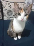 Puma e sol