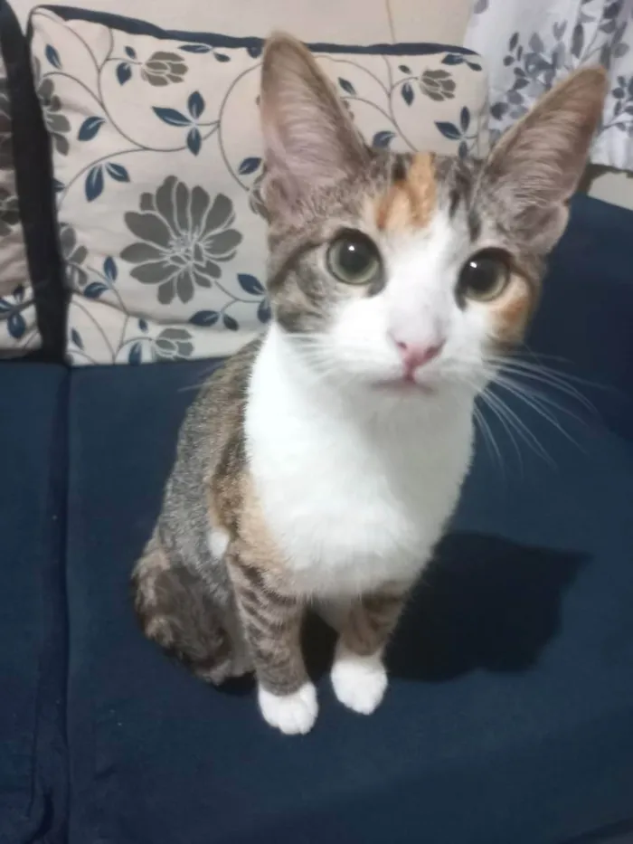 Gato ra a Sem raça definitiva  idade 2 a 6 meses nome Puma e sol