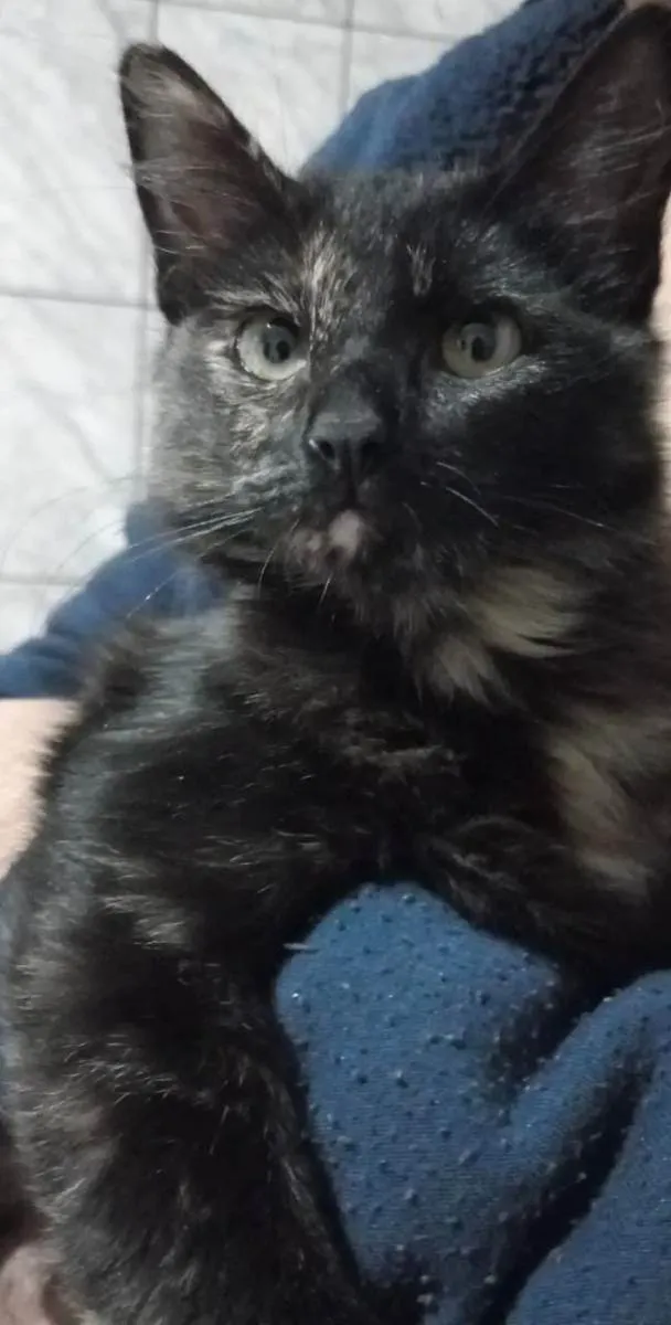 Gato ra a Sem raça definitiva  idade 2 a 6 meses nome Puma e sol
