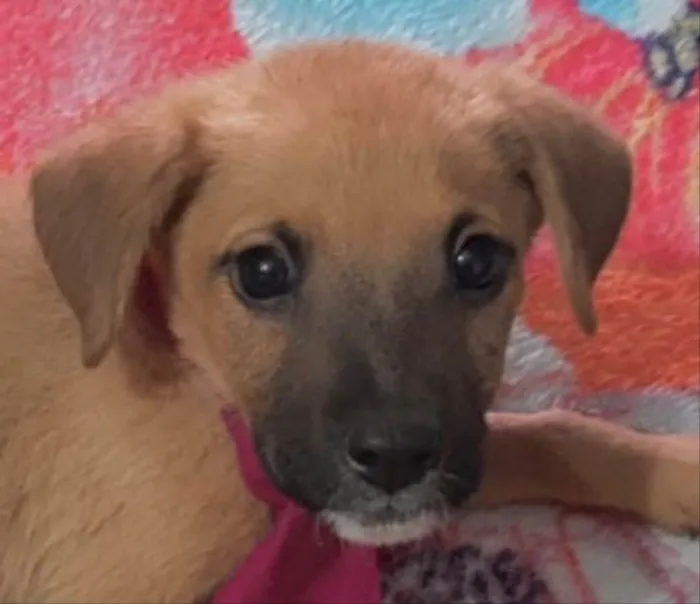 Cachorro ra a Mestiço  idade 2 a 6 meses nome Juca 